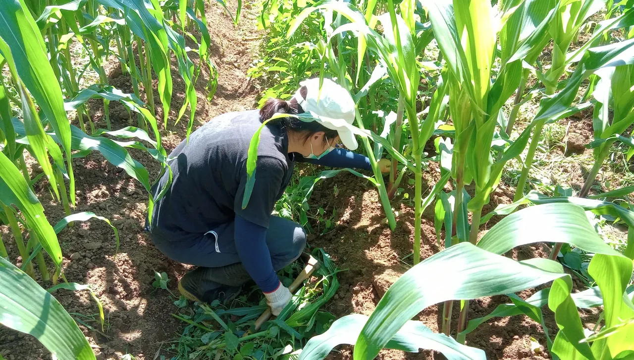種出成就感！　中市環保農園即日起開放報名 抽30名幸運兒免費耕種5個月