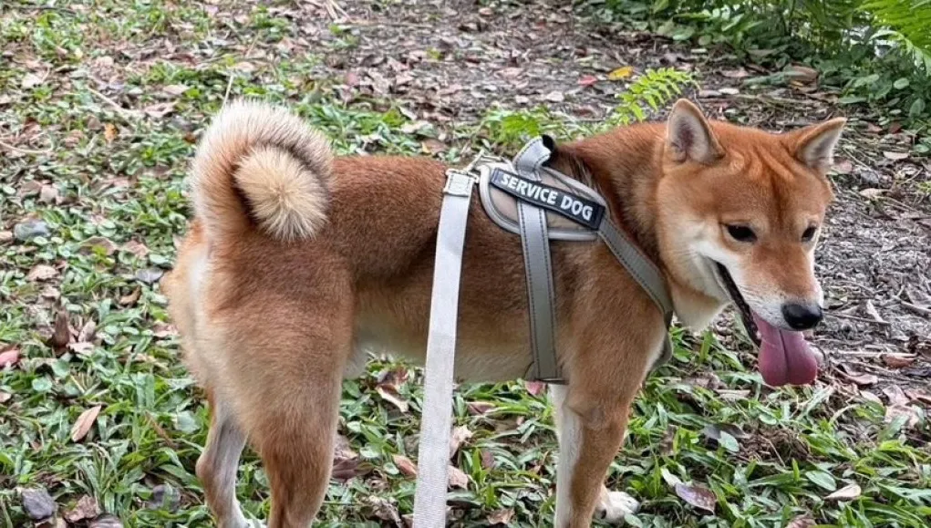 財神廟香爐被偷了！員警佯裝遛狗民眾　「小柴犬」幫破案立功