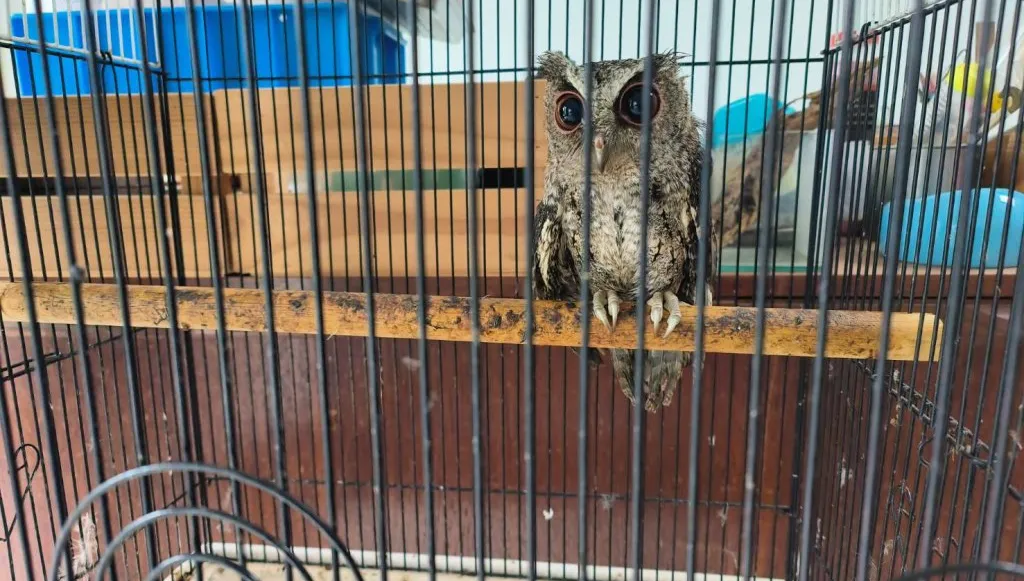 非法獵捕關鐵籠狗鍊栓綁！　保七總隊救出領角鴞台灣獼猴