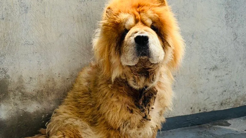 嚴懲棄養！嘉義縣家畜所開罰鬆獅犬飼主11萬元