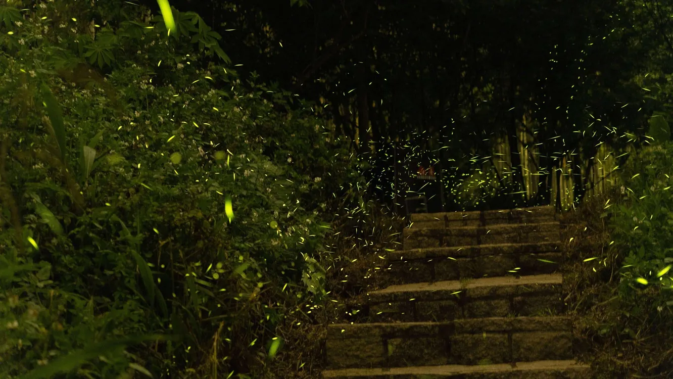 《石梯賞星瑩》樟湖地區螢況正美