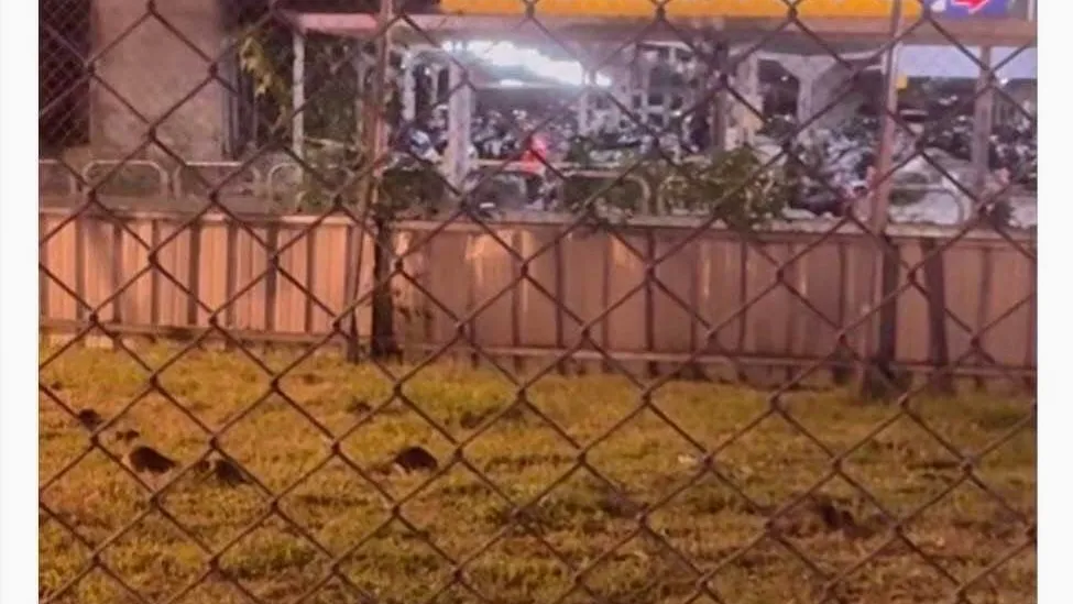 基隆站旁鼠群亂竄!台鐵土地髒亂堆垃圾 環保局怒開罰
