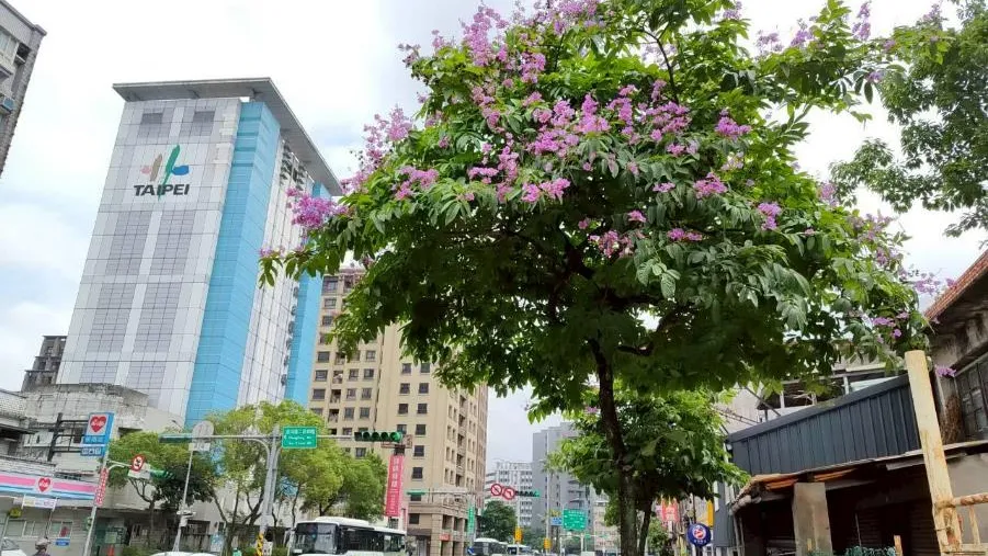 夏季風情畫　內湖大花紫薇譜寫城市紫色浪潮
