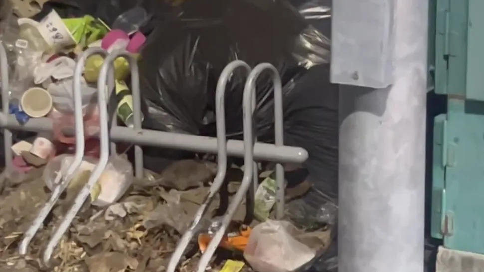 高雄公園淪「米奇天堂」！垃圾桶驚見4鼠開Buffet　議員憂漢他病毒風險