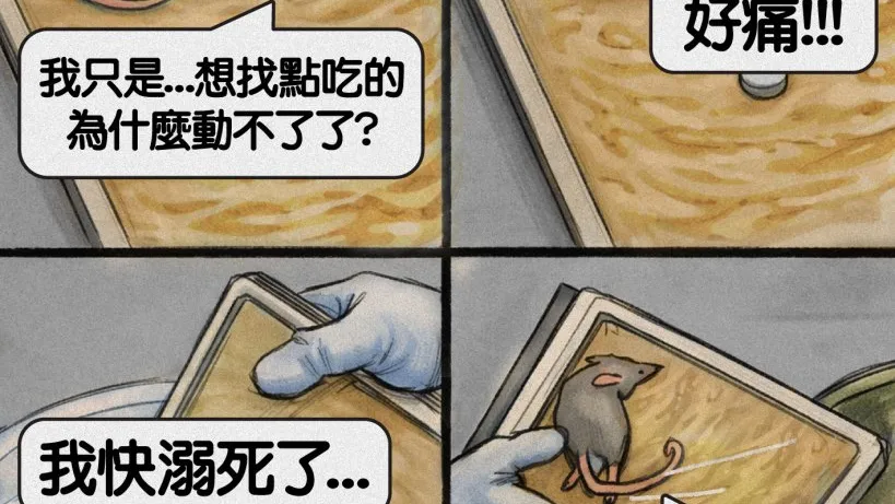 呼籲用人道捕鼠方式「別用黏鼠板」 亞洲善待動物組織:「他只是想找一點食物!」遭網友罵翻