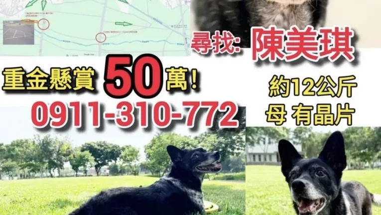 50萬懸賞全城找狗！雲林失蹤犬「美琪」平安尋回　網友嗨喊：奇蹟回家了