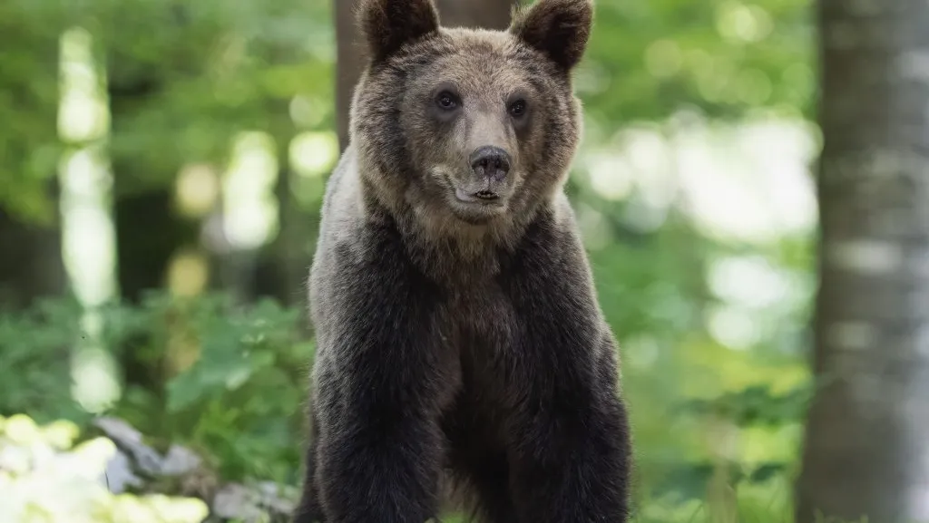 黑熊闖東京！擬解禁獵殺令　20年首鬆綁