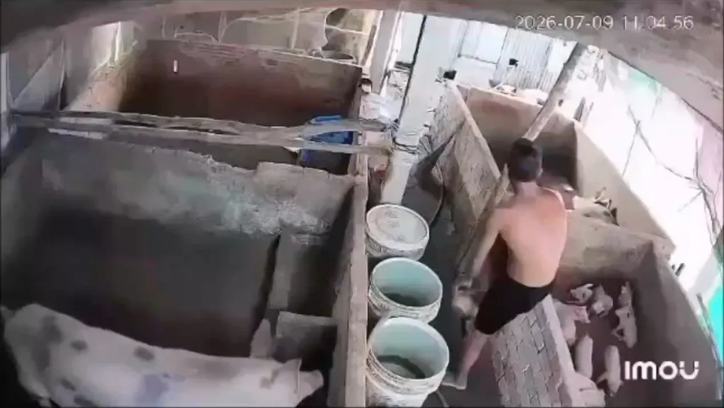 影/極度噁心!越南男趁餵食「從後方性侵母豬」 驚悚影片網路瘋傳