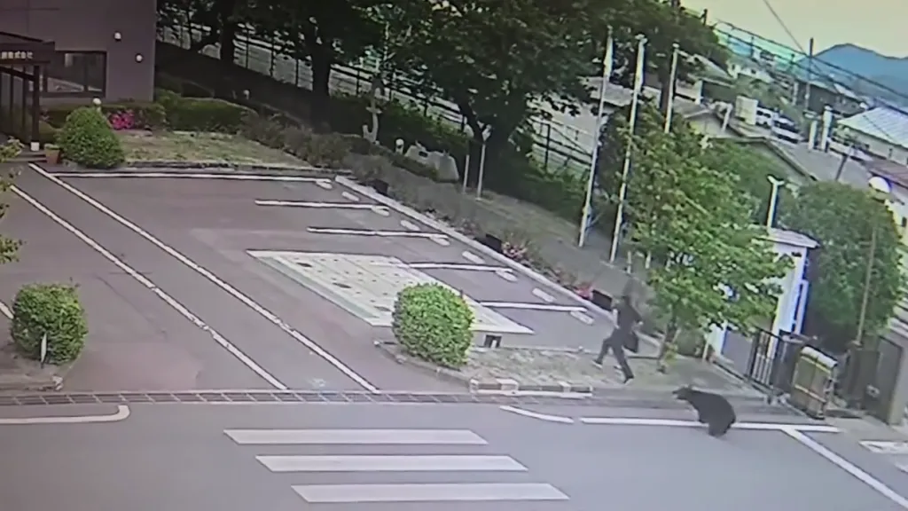 有片／黑熊闖福島市區！連傷4人闖工廠...1人重傷　市政府啟動緊急獵捕