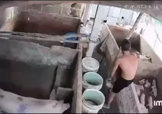 影/極度噁心!越南男趁餵食「從後方性侵母豬」 驚悚影片網路瘋傳