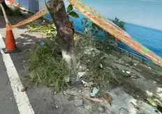 獨/凌晨衝觀夕平台!17歲情侶「無照雙載」衝路樹 自撞起火雙亡