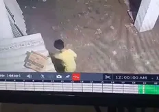 影/監視器影片曝光!印度3歲童家門前玩耍「遭毒蛇猛咬」 當場昏迷送醫不治