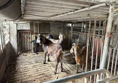 雲林羊肉檢出戴奧辛檢警偵辦！ 李姓飼主3萬元交保兩名證人請回