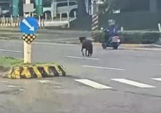 北投區迷你馬趴趴走！　飼主將被罰