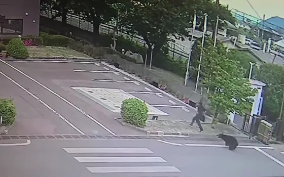 有片／黑熊闖福島市區！連傷4人闖工廠...1人重傷　市政府啟動緊急獵捕