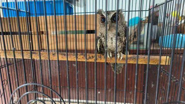 非法獵捕關鐵籠狗鍊栓綁！　保七總隊救出領角鴞台灣獼猴