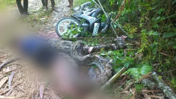 影／驚悚！印尼39歲男騎士遭「7公尺巨蟒」勒斃　村民拿武器擊斃牠救出遺體