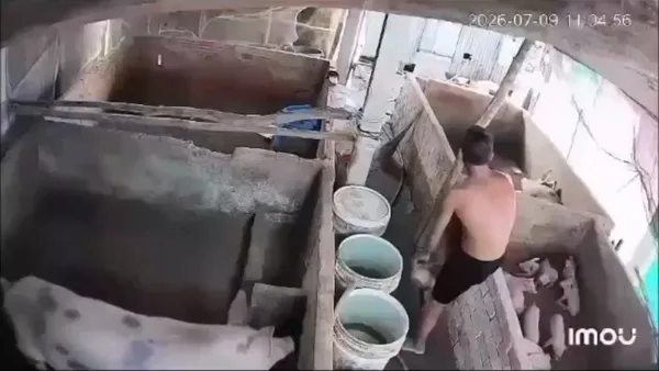 影/極度噁心!越南男趁餵食「從後方性侵母豬」 驚悚影片網路瘋傳